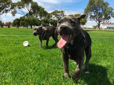 Dog Parks: 5 Frequently Asked Questions about Dog Parks