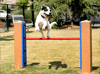 From Beginner to Pro: How to Introduce Your Dog to Agility Equipment at the Park 