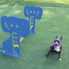 Dog Park Galvanized Steel Hurdle Scene