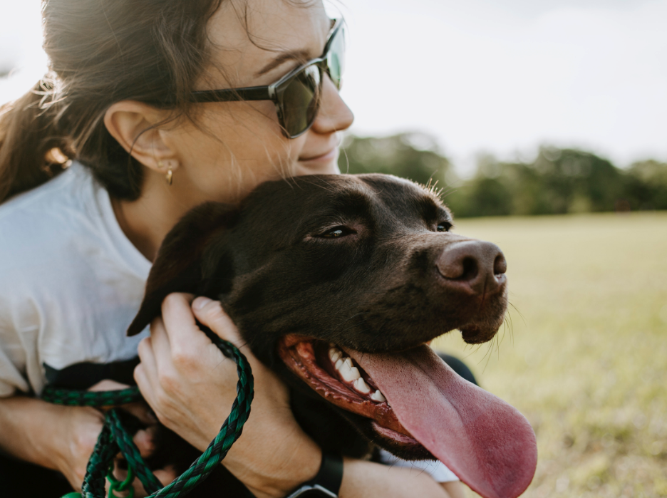 How to Train your Dog Using Dog Park Agility Equipment?
